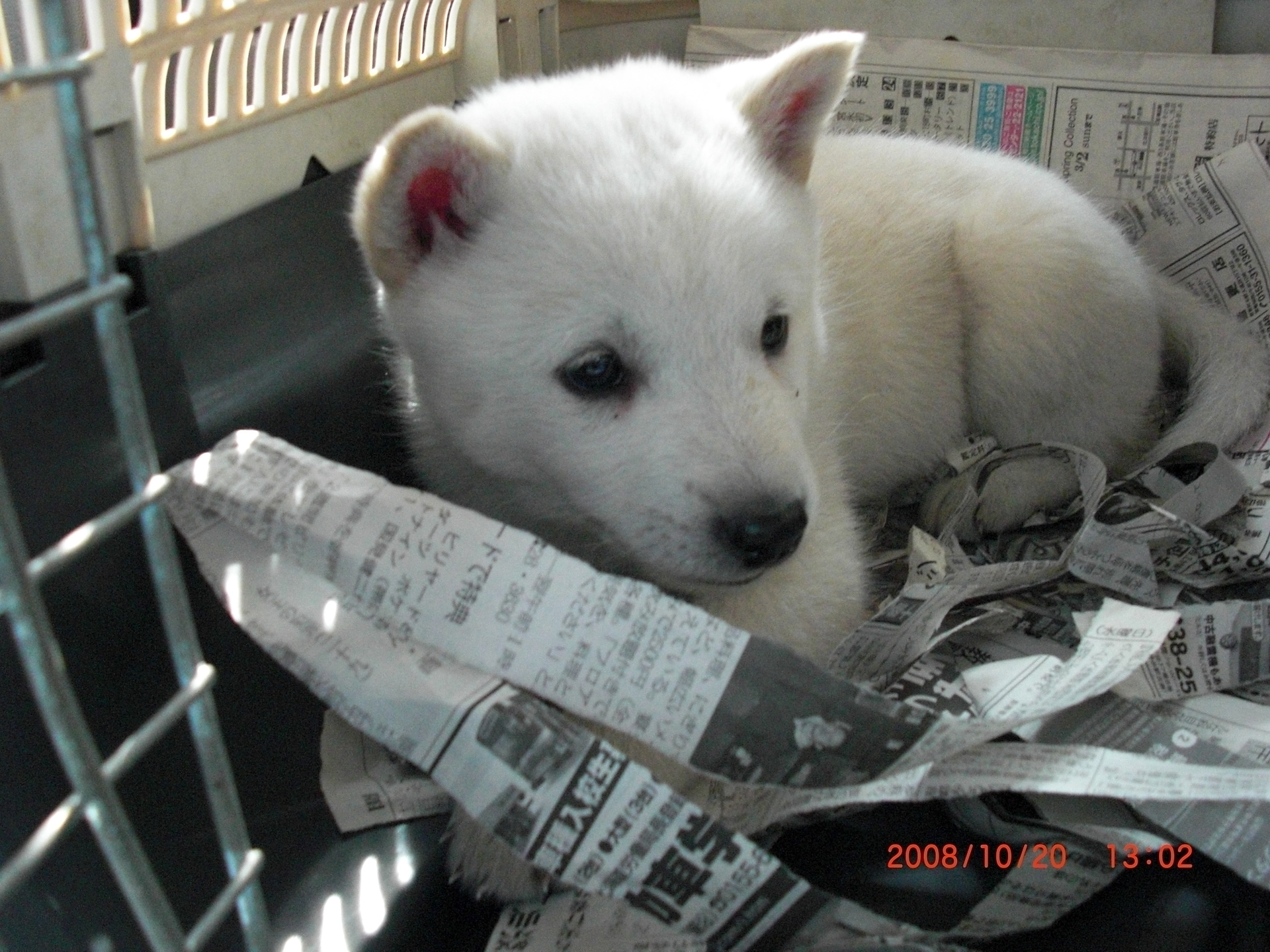 北海道犬 カムイ の今日も元気に